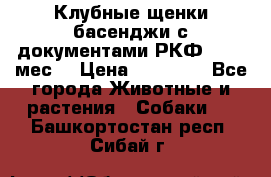 Клубные щенки басенджи с документами РКФ - 2,5 мес. › Цена ­ 20 000 - Все города Животные и растения » Собаки   . Башкортостан респ.,Сибай г.